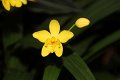 Phalaenopsis   062